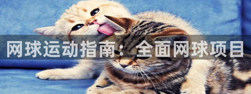 7790必发集团下载|网球运动指南：全面网球项目